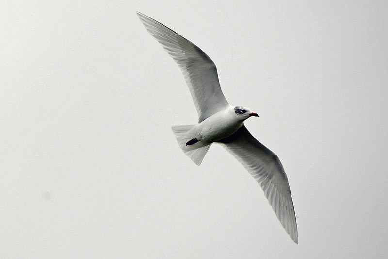 Mediterranean Gull by Romano da Costa