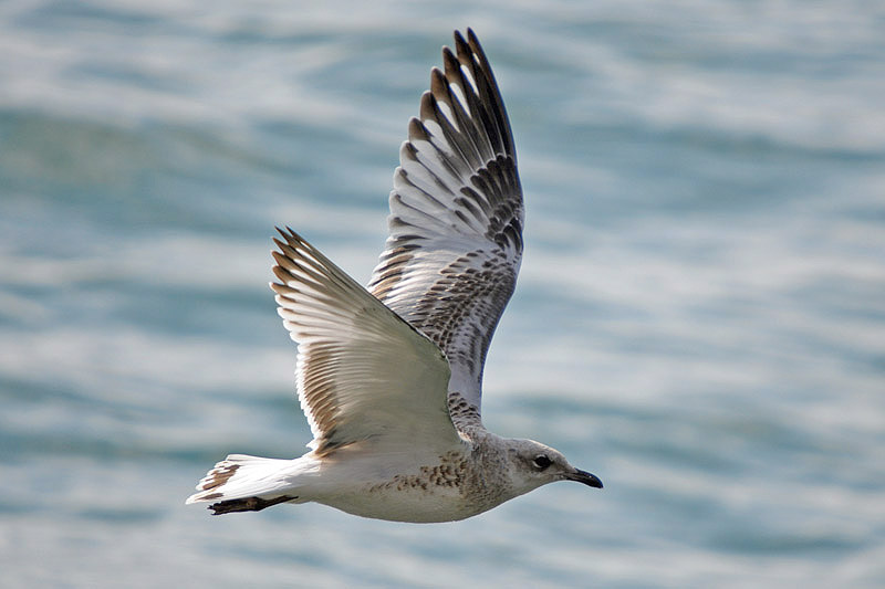 Mediterranean Gull by Romano da Costa