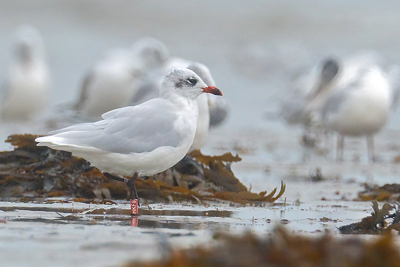 Mediterranean Gull by Romano da Costa