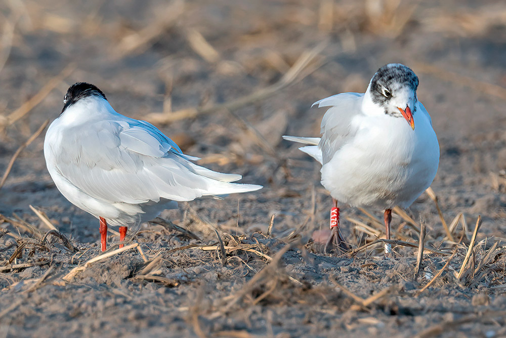 Mediterranean Gull by Romano da Costa