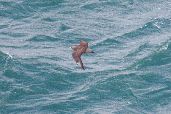 Pomarine Skua by Mick Dryden