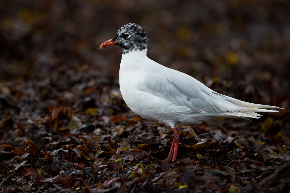 Mediterranean Gull by Romano da Costa