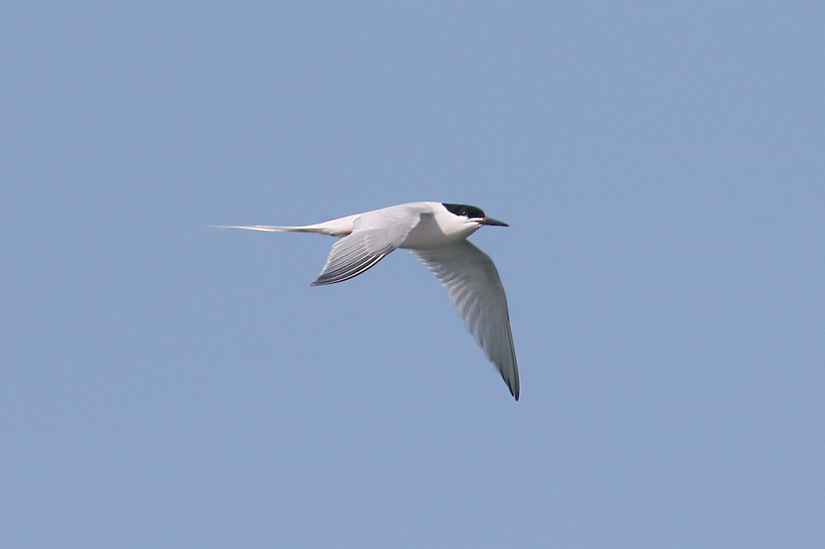 Roseate Tern by Mick Dryden