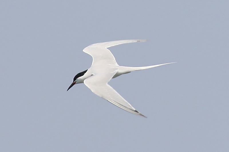 Roseate Tern by Mick Dryden