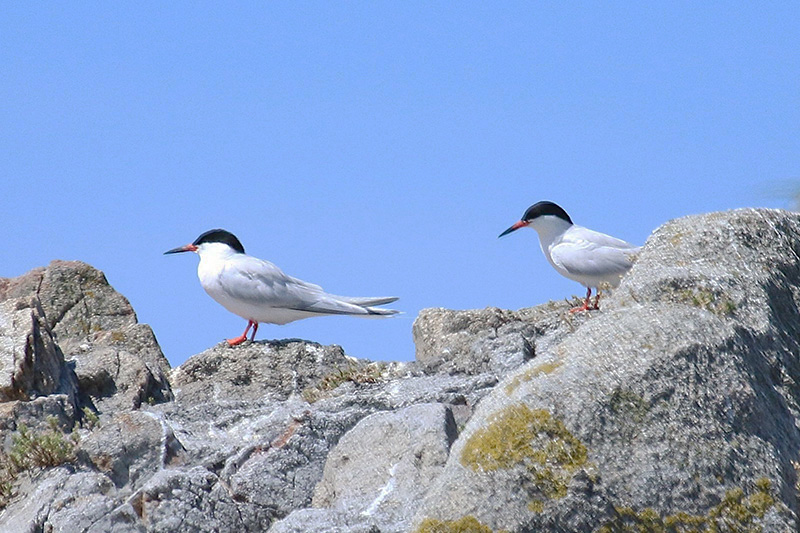 Roseate Tern by Tony Paintin