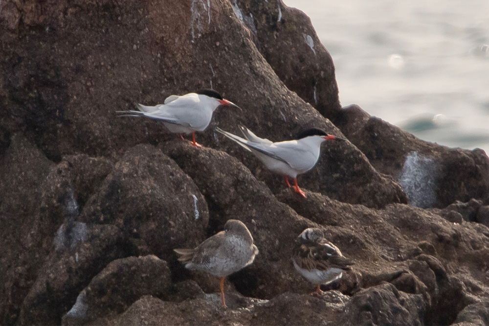 Roseate Tern by Romano da Costa