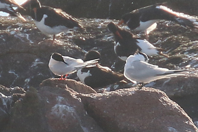 Roseate Tern by Mick Dryden