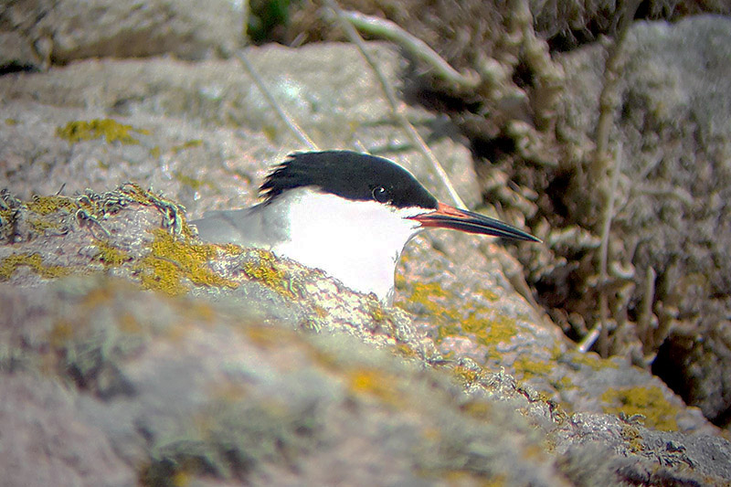 Roseate Tern by Nick Jouault