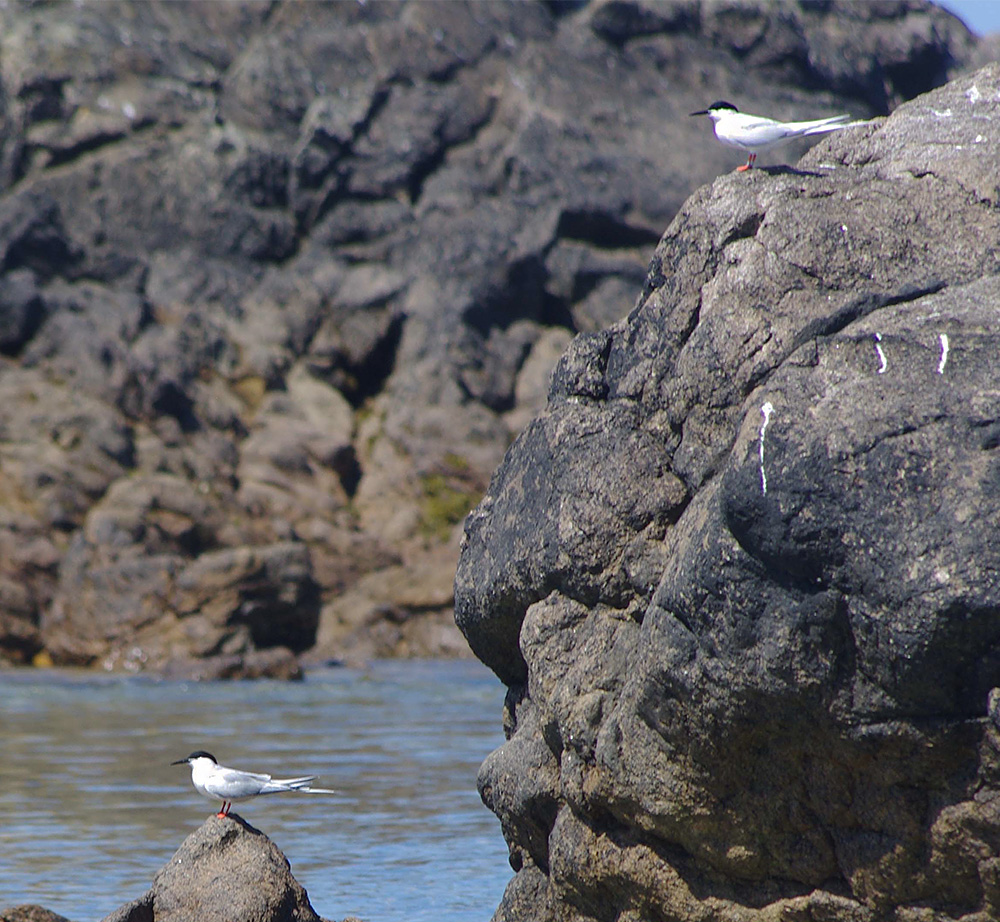 Roseate Terns by Nick Jouault