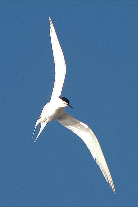 Roseate Tern by Nick Jouault