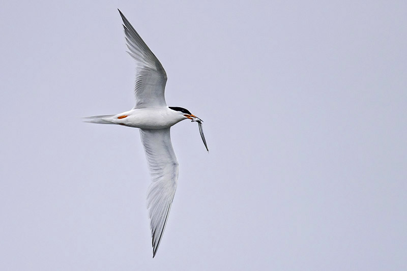 Roseate Tern by Romano da Costa