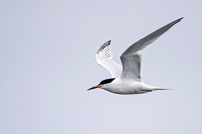 Roseate Tern by Romano da Costa