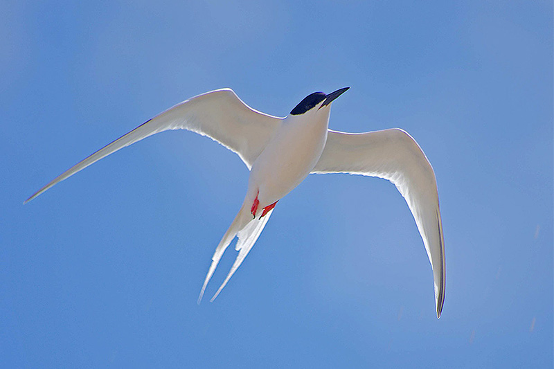 Roseate Tern by Nick Jouault