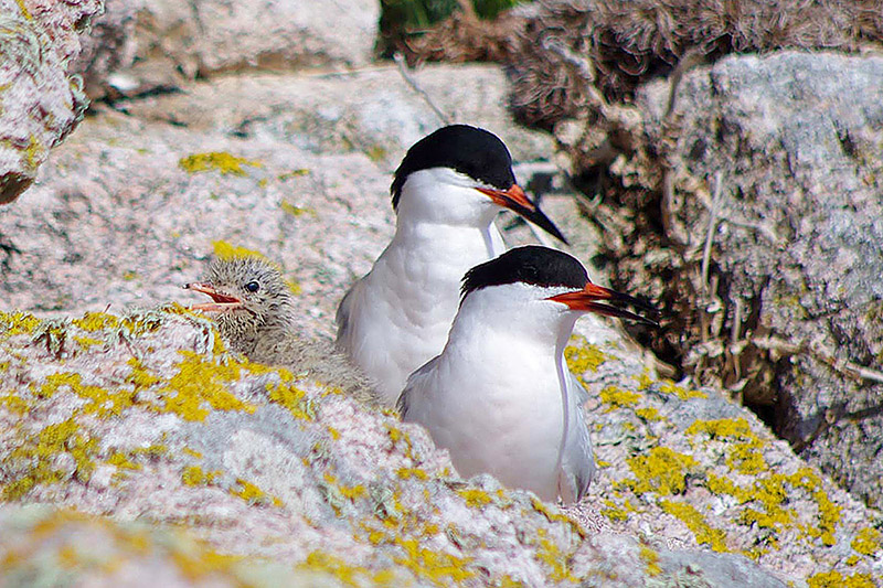 Roseate Terns by Nick Jouault