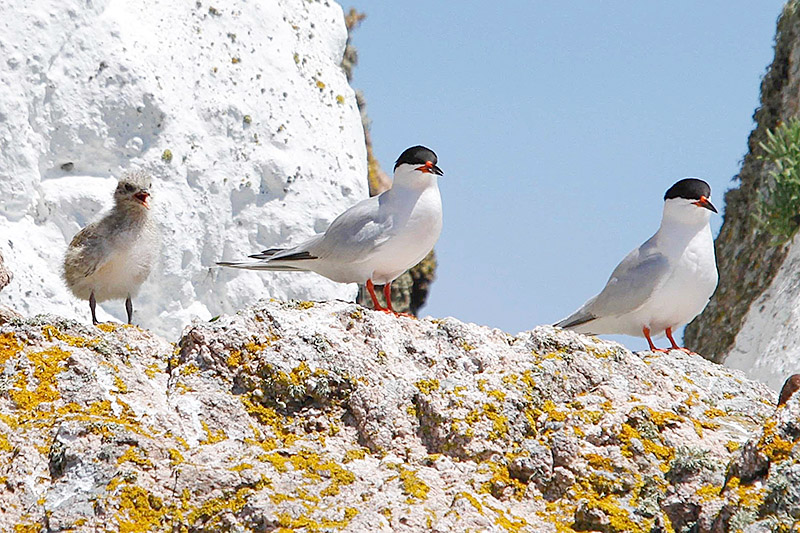 Roseate Tern by Donna de Gruchy