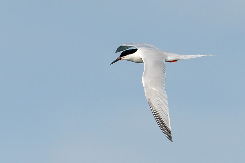 Roseate Tern by  Romano da Costa