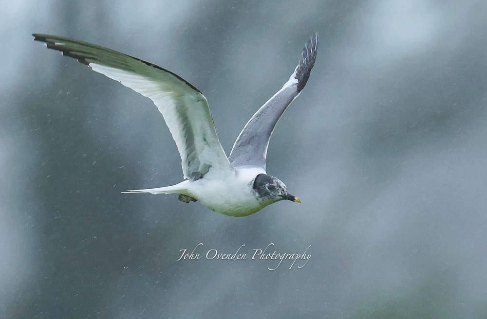 Sabine's Gull by John Ovenden