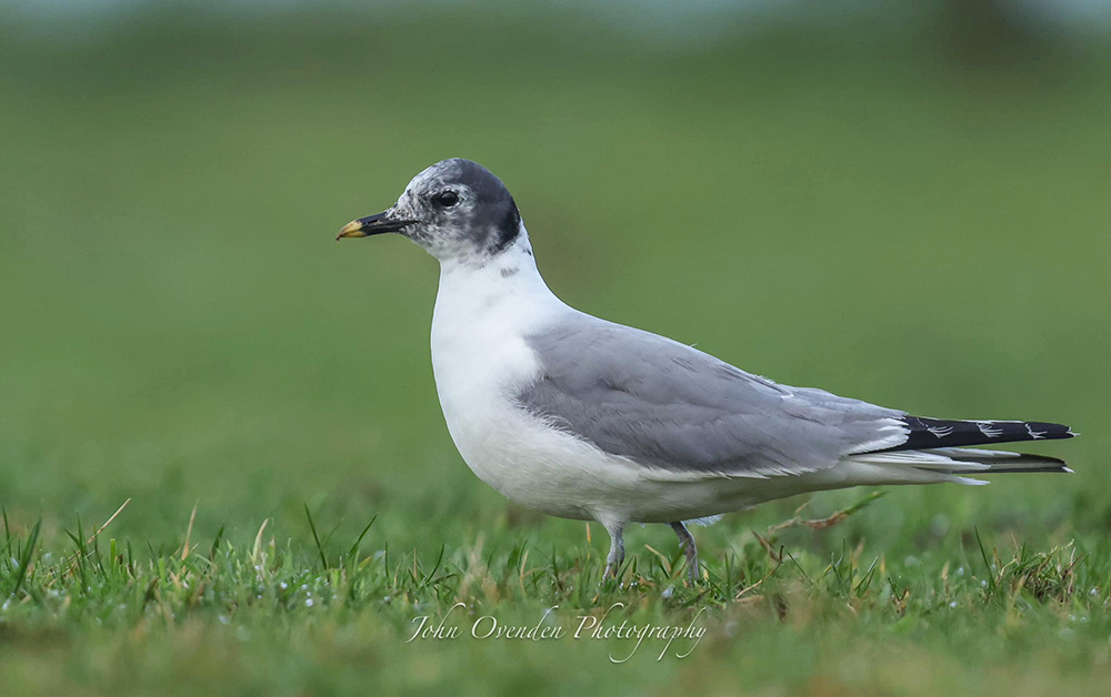 Sabine's Gull by John Ovenden