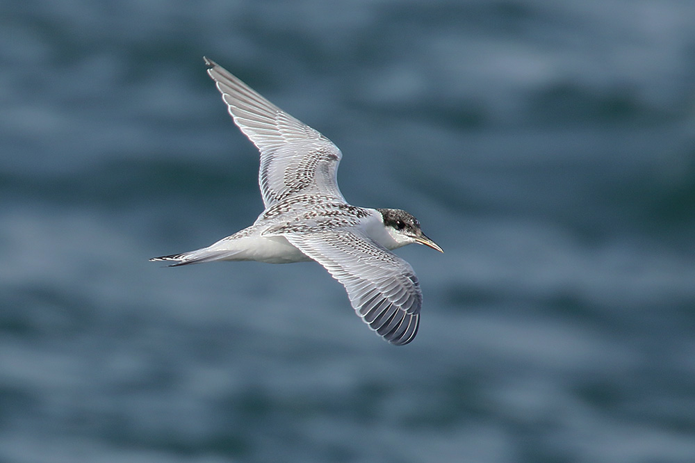 Sandwich Tern by Mick Dryden
