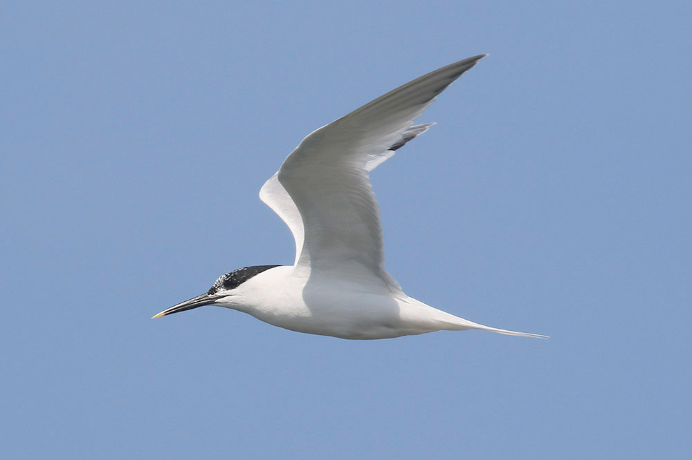 Sandwich Tern by Mick Dryden