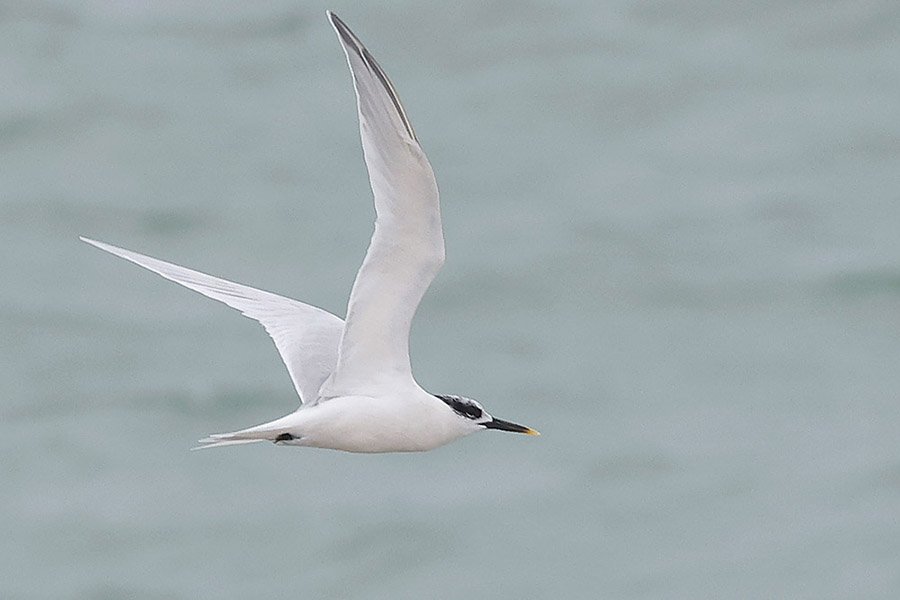 Sandwich Tern by Mick Dryden