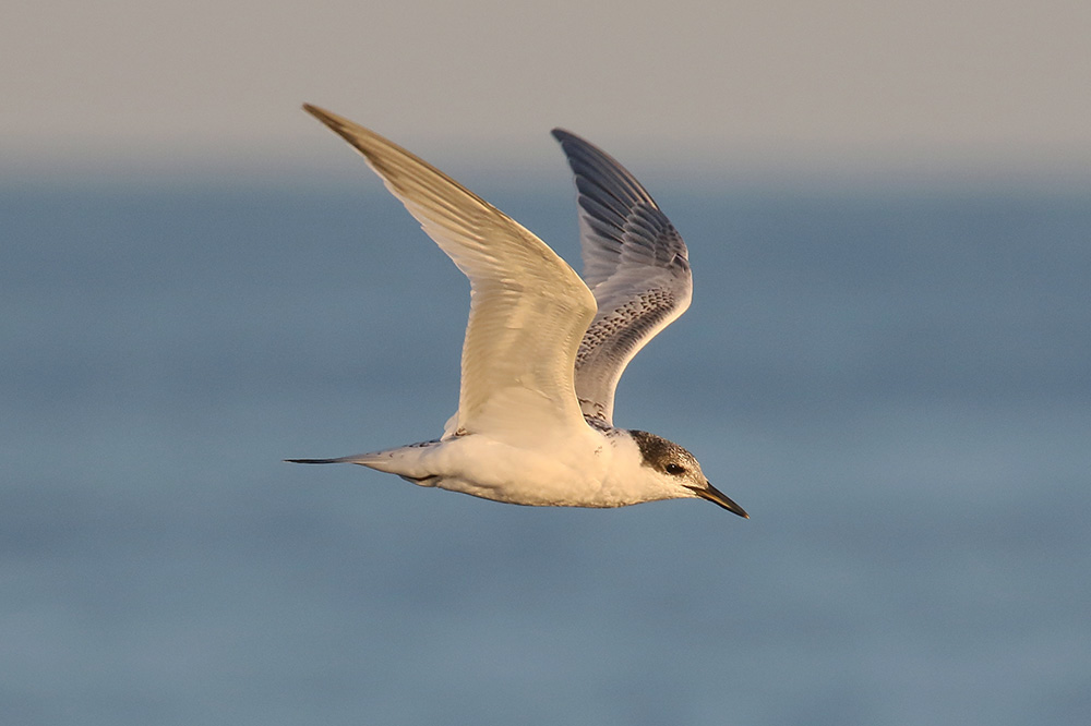 Sandwich Tern by Mick Dryden