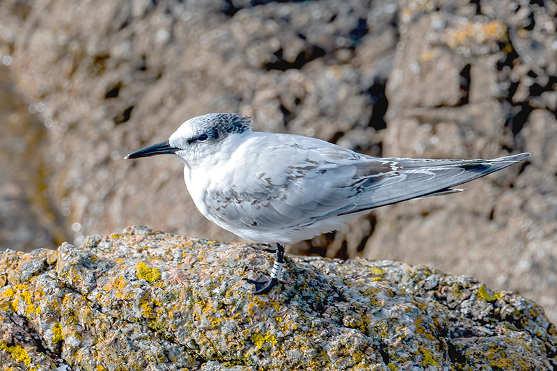 Sandwich Tern by Romano da Costa