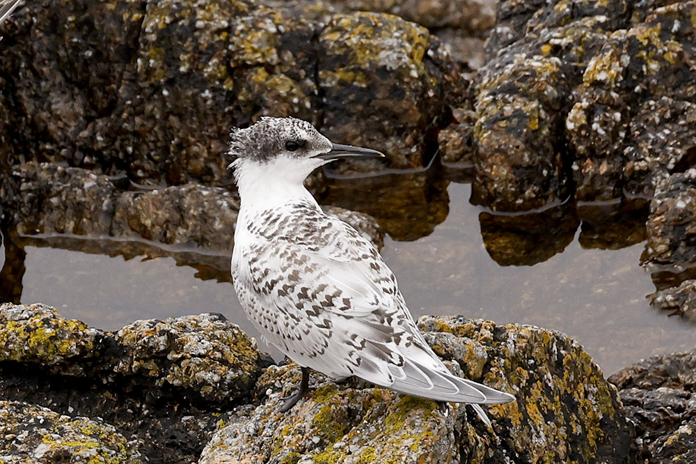 Sandwich Tern by Mick Dryden