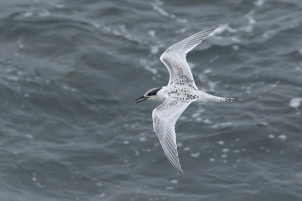 Sandwich Tern by Mick Dryden