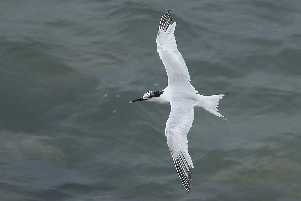 Sandwich Tern by Mick Dryden