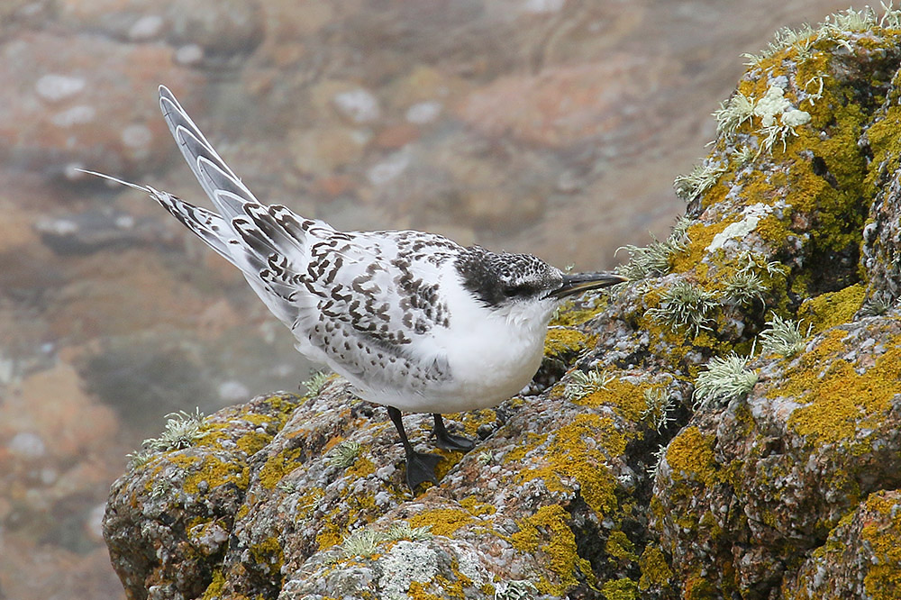 Sandwich Tern by Mick Dryden
