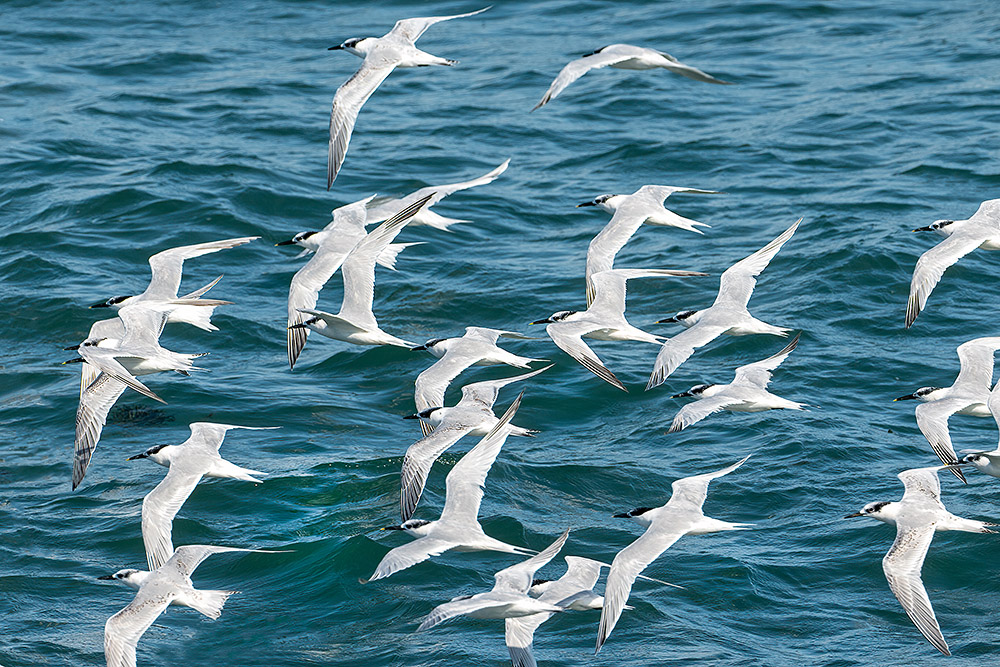 Sandwich Terns by Romano da Costa