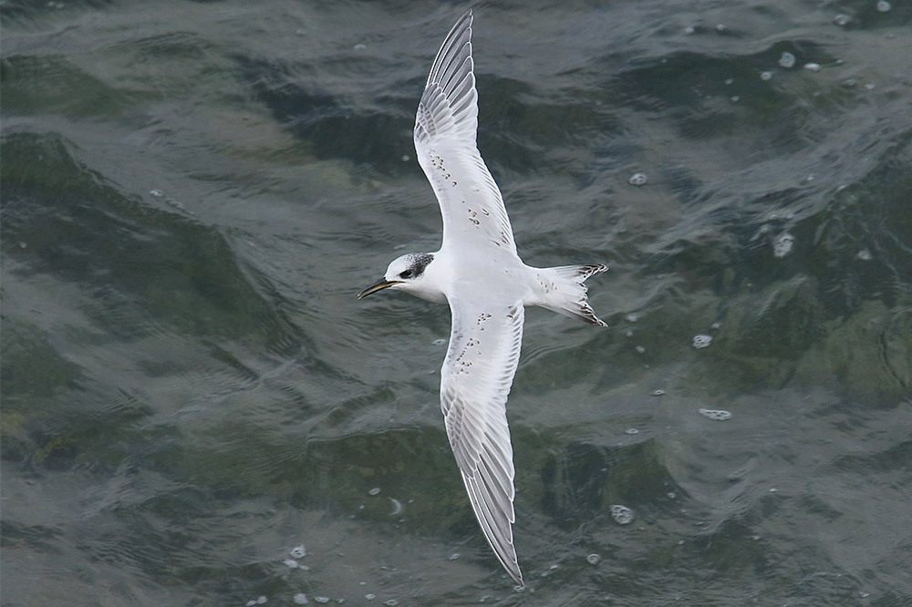 Sandwich Tern by Mick Dryden