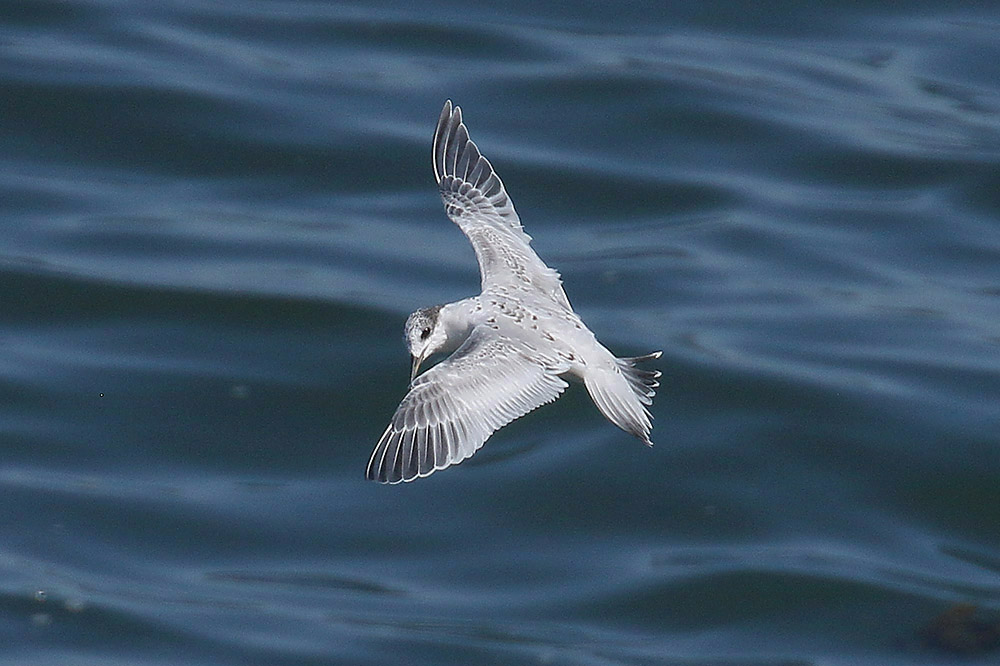 Sandwich Tern by Mick Dryden