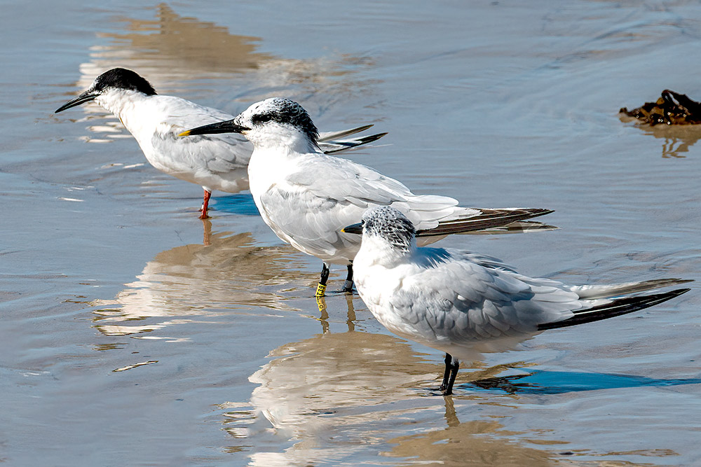 Sandwich Terns by Romano da Costa