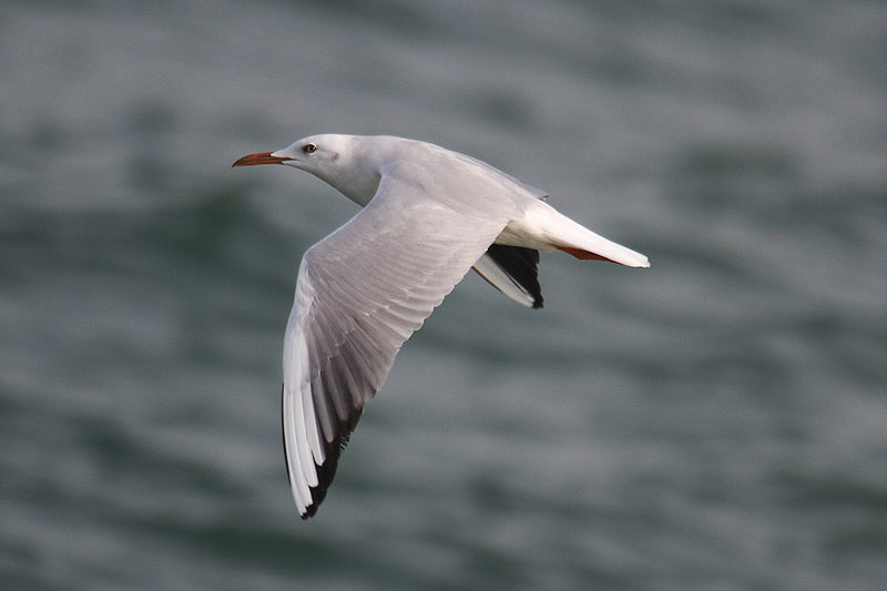 Slender-billed Gull by Mick Dryden
