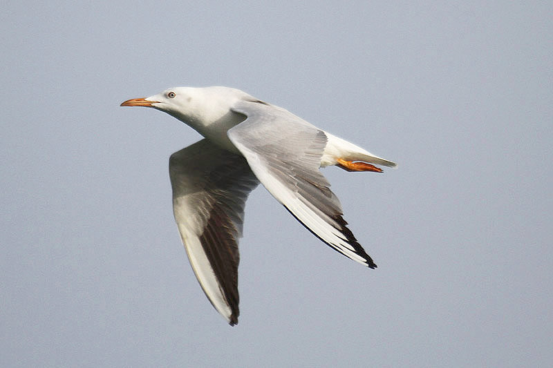 Slender billed Gull by Mick Dryden