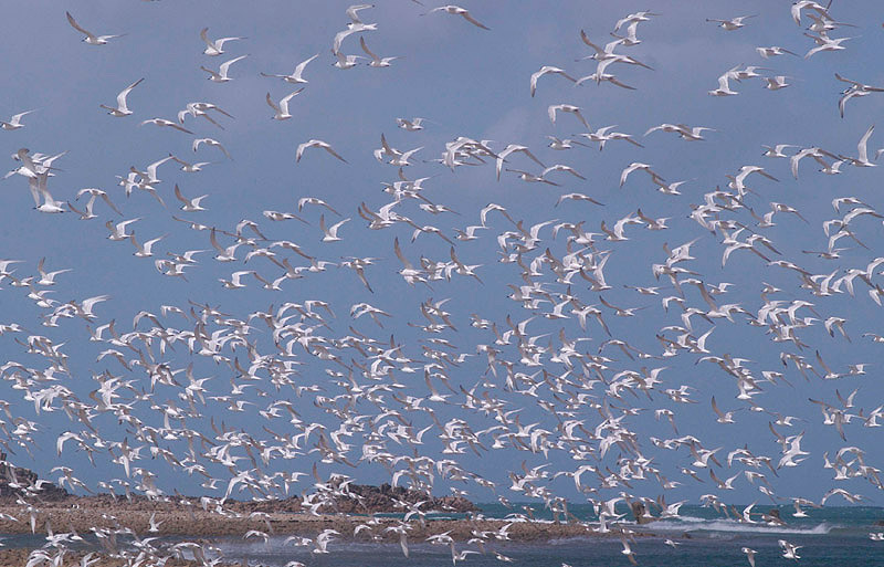 Terns by Nick Jouault