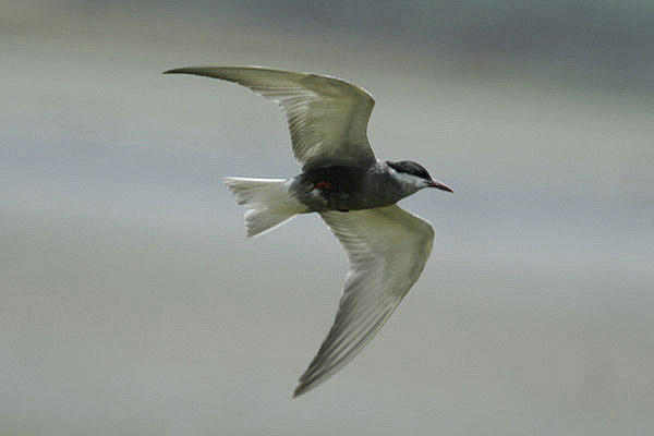 Whiskered Tern by Mick Dryden