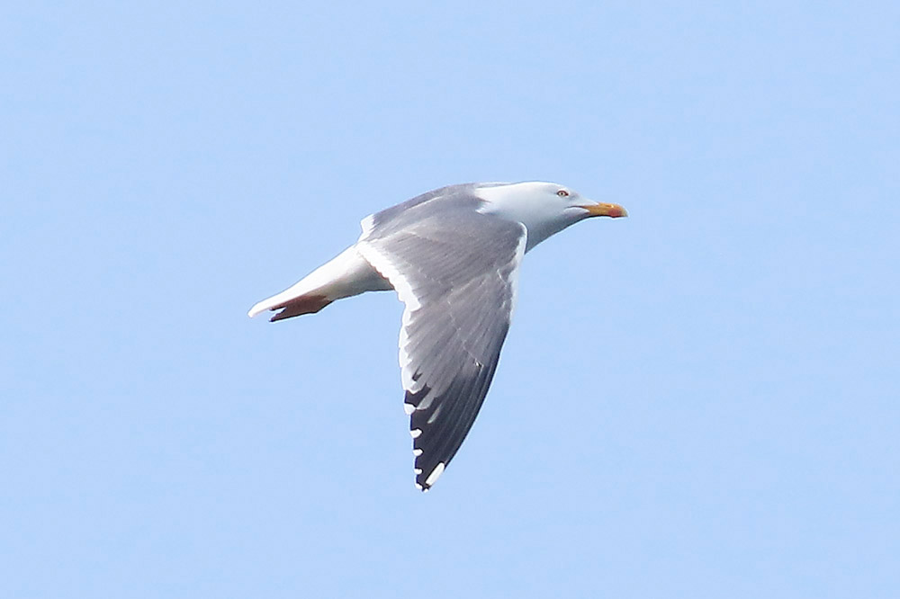 Yellow legged Gull by Mick Dryden