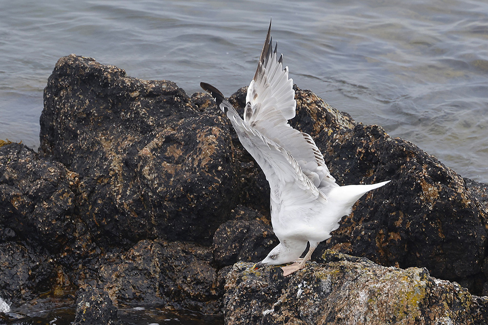 Yellow-legged Gull by Mick Dryden