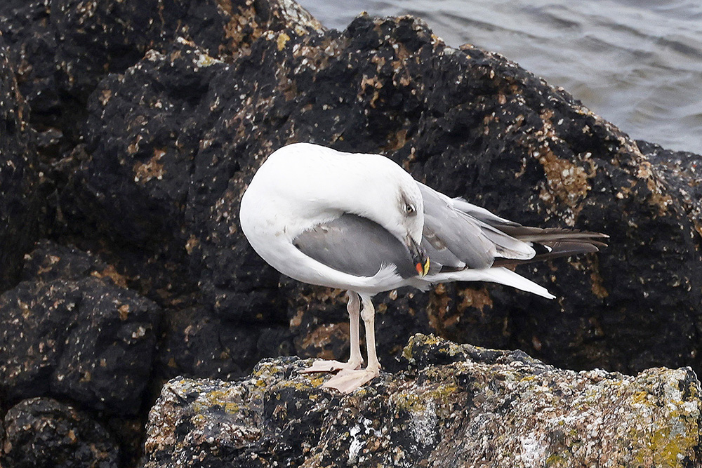 Yellow-legged Gull by Mick Dryden