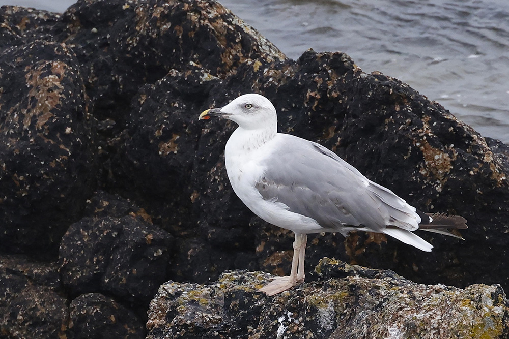 Yellow-legged Gull by Mick Dryden