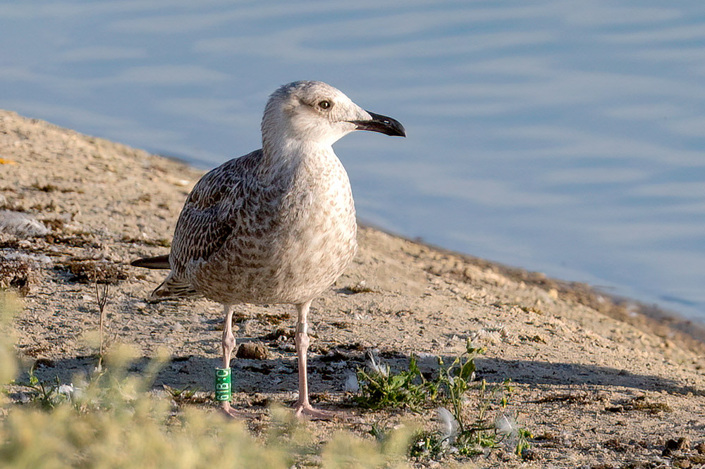 Yellow-legged Gull by Romano da Costa