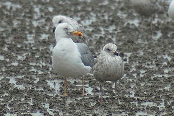 Yellow-legged Gull by Romano da Costa