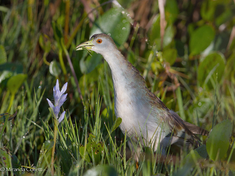 Azure Gallinule by Miranda Collett