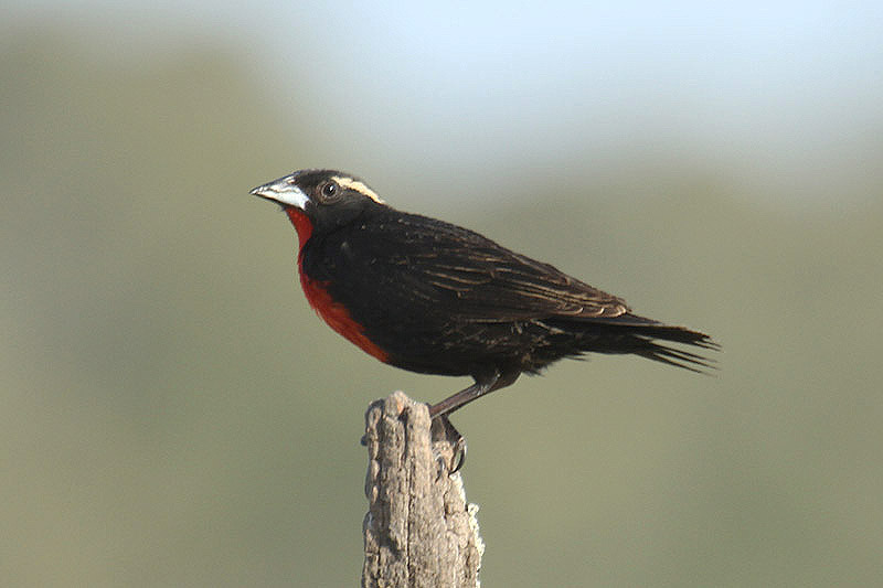 White-browed Blackbird by Mick Dryden