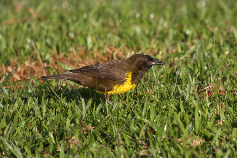 Brown and Yellow Marshbird by Miranda Collett