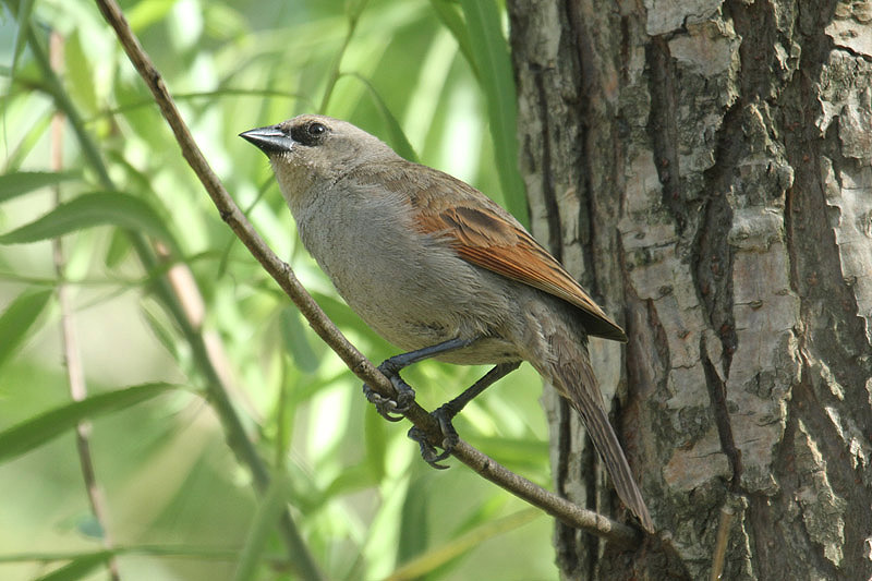 Bay-winged Cowbird by Mick Dryden