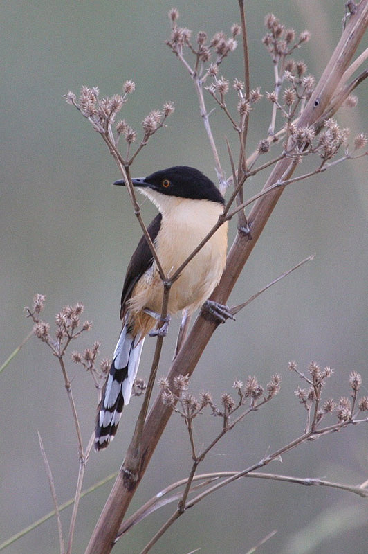 Black-capped Donacobius by Miranda Collett